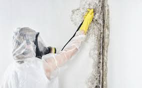 Best Water Damage & Mold Remediation  in Raceland, KY